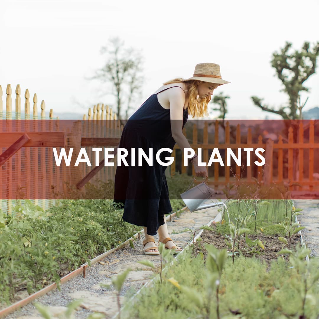 1 watering plants